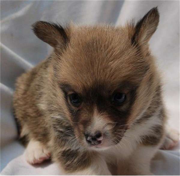 double-coated-pembroke-welsh-corgi