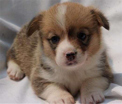 double-coated-pembroke-welsh-corgi