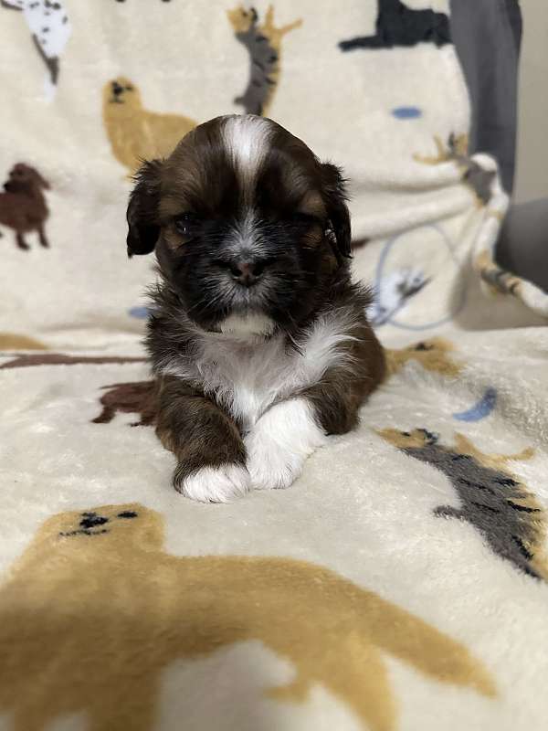 cream-irish-setter-lhasa-apso