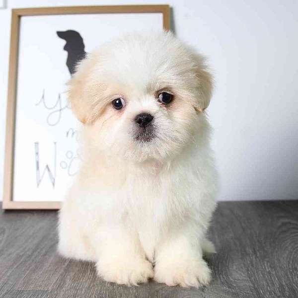 cream-white-small-dog