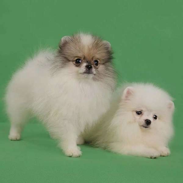 calm-pomeranian