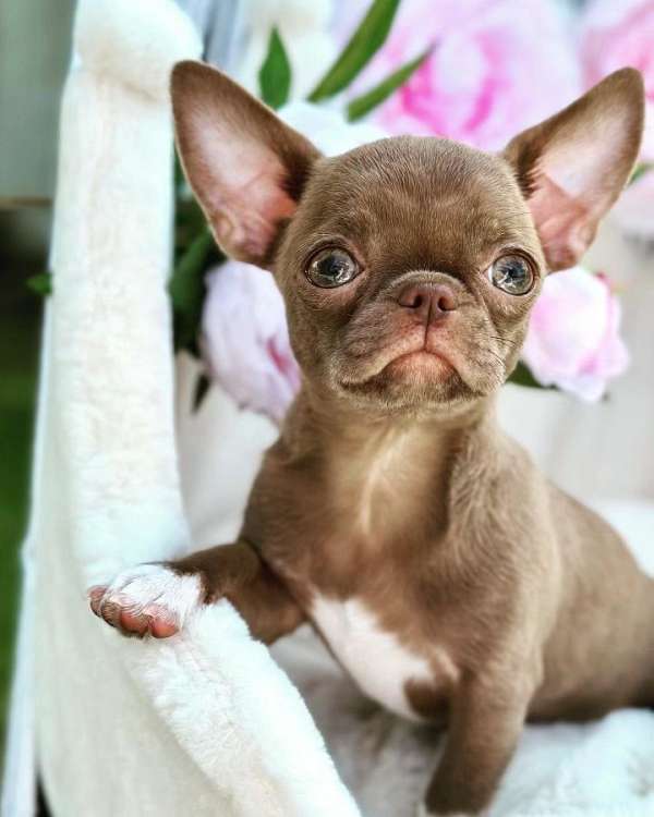 chocolate-chihuahua