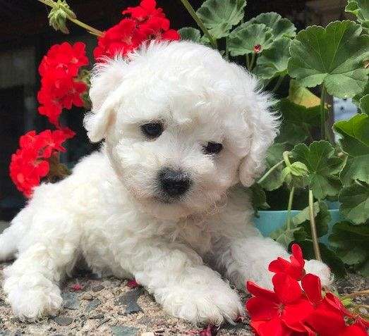 curly-haired-bichon-frise
