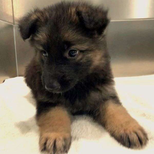 short-haired-german-shepherd