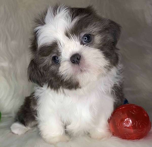 mixed-shih-tzu-dog