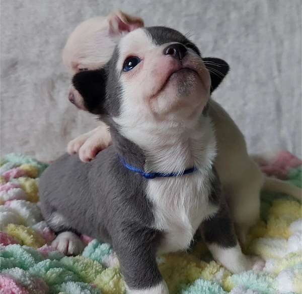 calm-french-bulldog