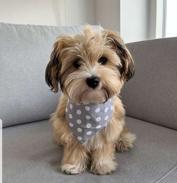 mixed-yorkshire-terrier-dog