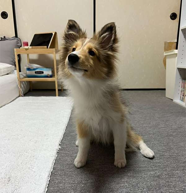 mixed-yorkshire-terrier-dog