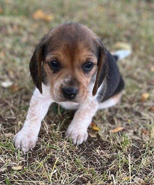 mixed-beagle-puppy