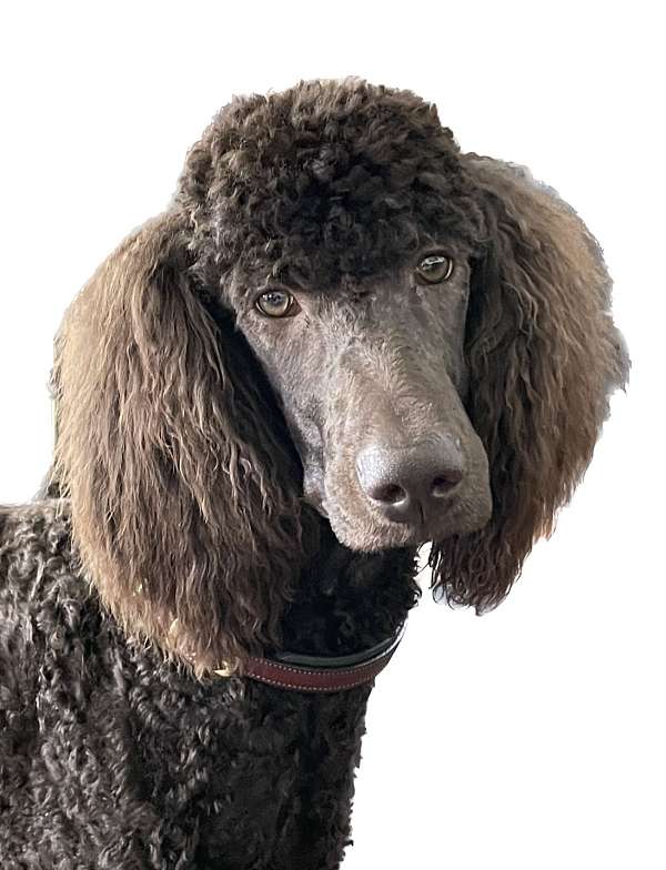 mixed-brown-curly-haired-standard-poodle