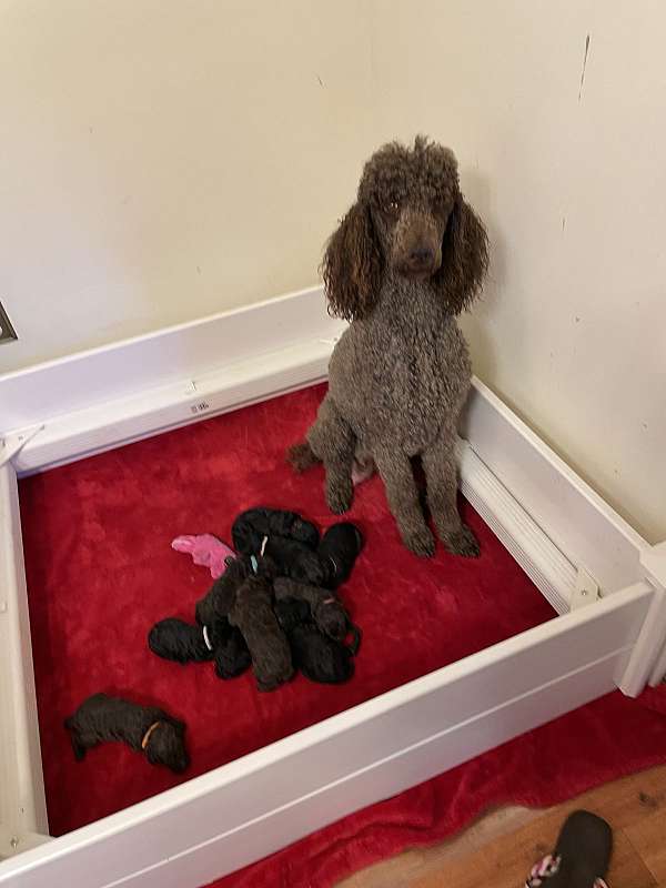 brown-mixed-standard-poodle