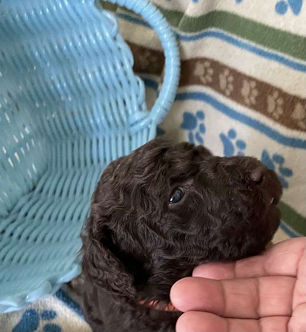 brown-curly-haired-dog