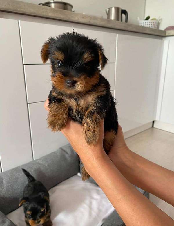 black-yorkie-russell