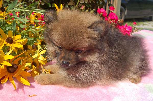 fawn-long-haired-pomeranian