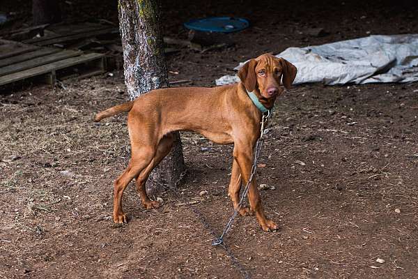 pet-friendly-vizsla