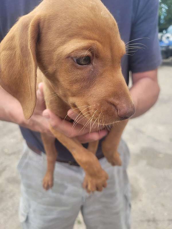 adorable-vizsla