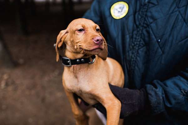 playful-vizsla