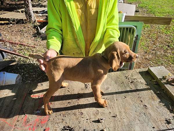 intelligent-vizsla