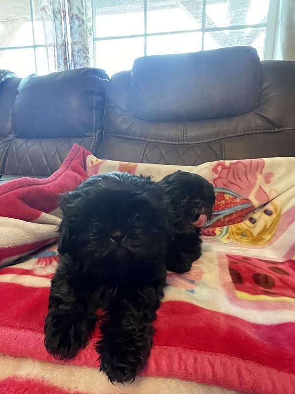 mixed-black-tan-double-coated-shih-tzu