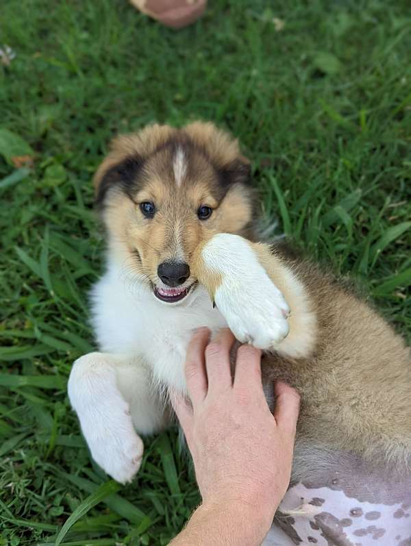 standard-sable-rough-collie