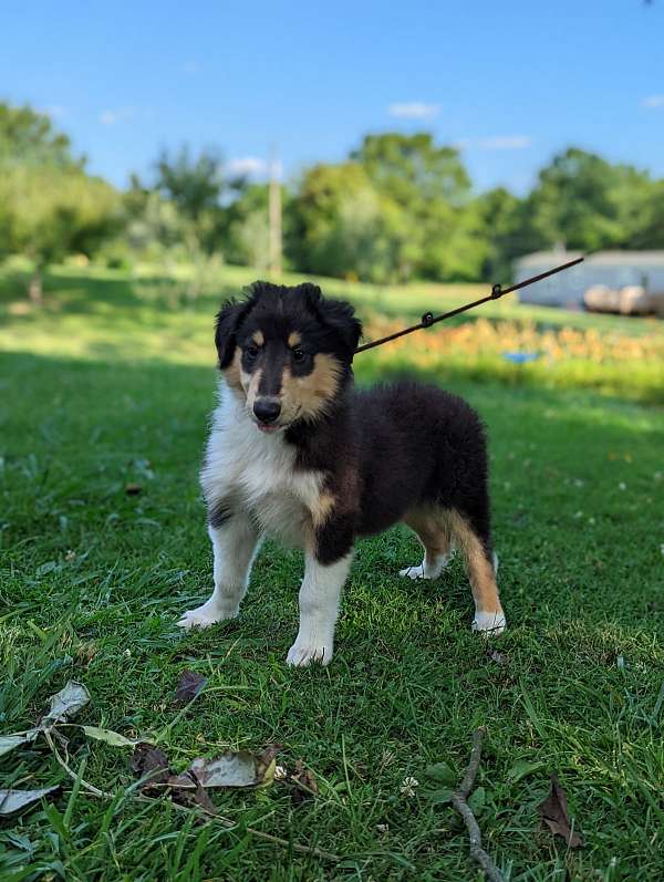 tri-colored-rough-collie