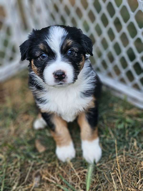 tri-colored-australian-shepherd