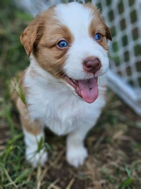 standard-cream-australian-shepherd