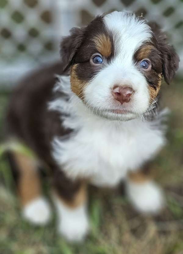 tri-colored-australian-shepherd