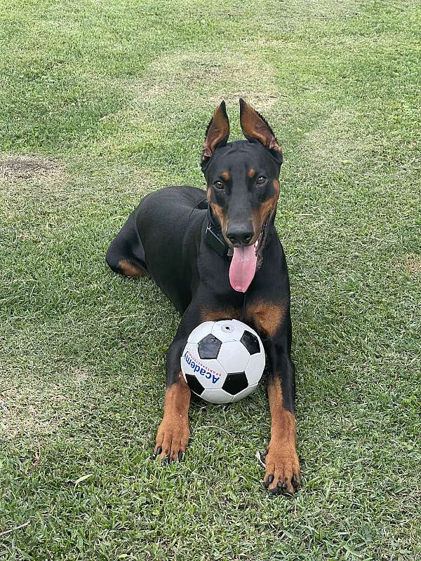 short-haired-doberman-pinscher