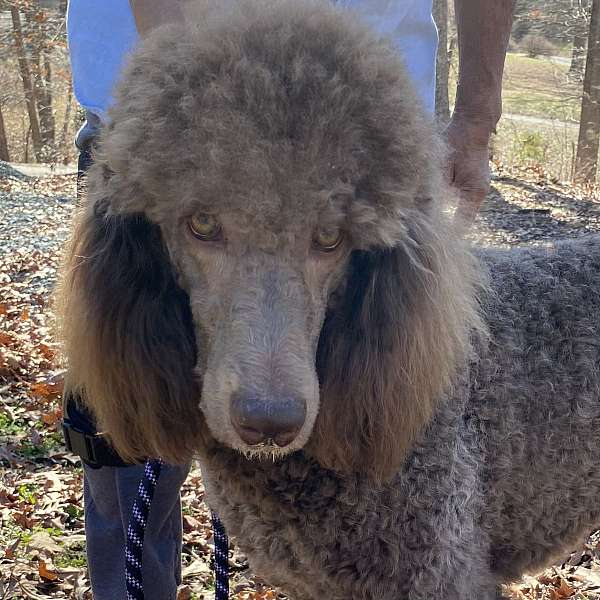 light-brown-standard-poodle