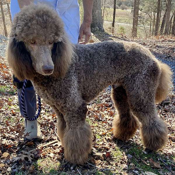 light-brown-curly-haired-puppy