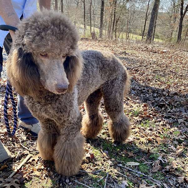 light-brown-curly-haired-standard-poodle