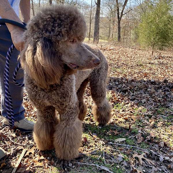 male-light-brown-curly-haired-standard-poodle