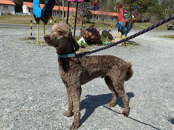 light-brown-male-standard-poodle