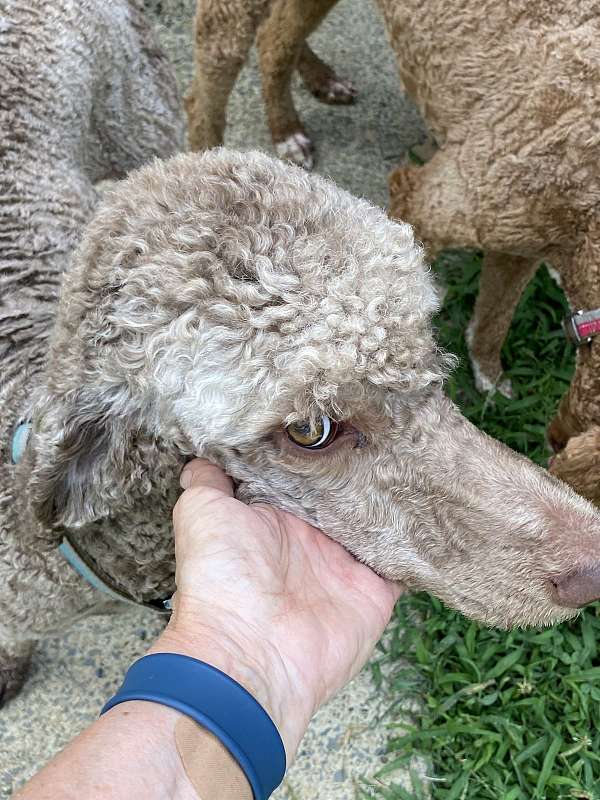 standard-light-brown-poodle