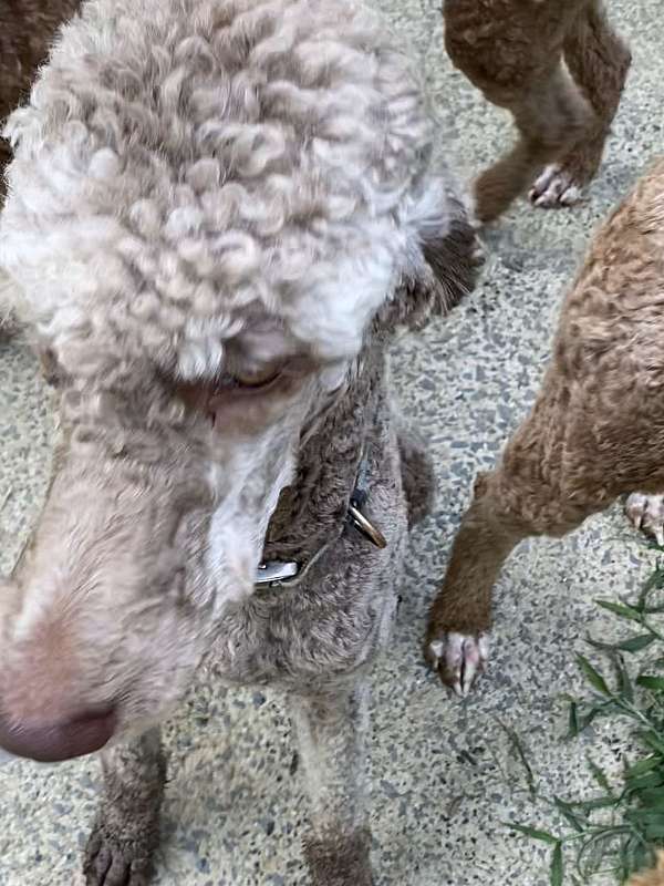 curly-haired-standard-poodle