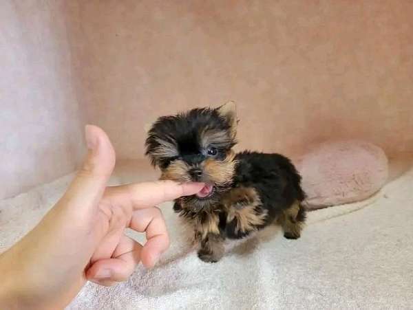 black-tan-yorkshire-terrier