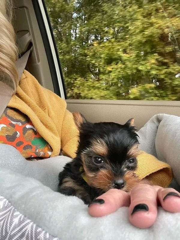 black-tan-yorkshire-terrier