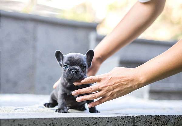 black-french-bulldog