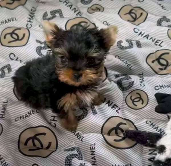 black-tan-yorkshire-terrier