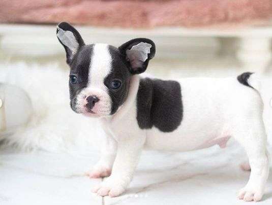 mixed-french-bulldog