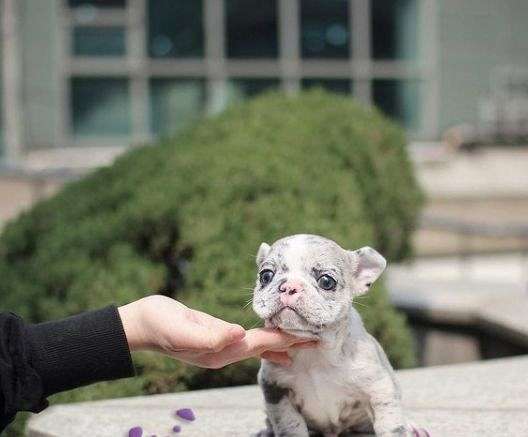 mixed-french-bulldog