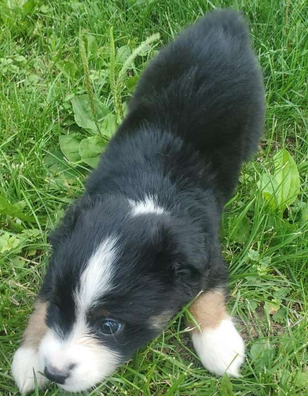 medium-haired-australian-shepherd