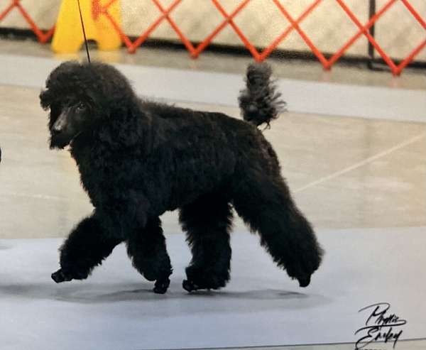 black-small-miniature-poodle