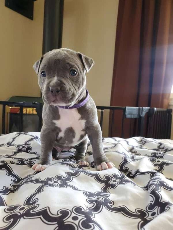 mixed-pit-bull-terrier-puppy