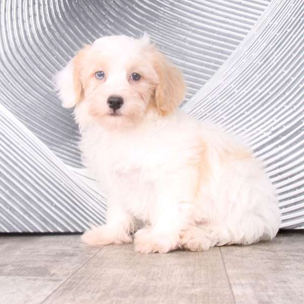 biscuit-white-poovanese