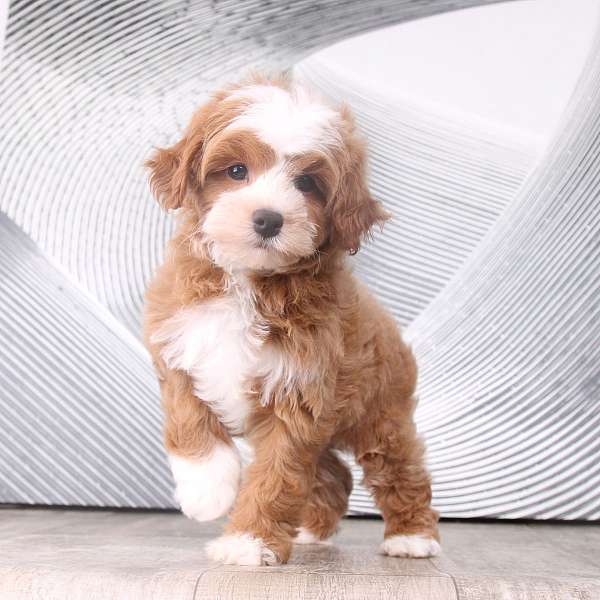 small-red-white-cavapoo