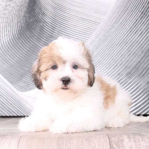 small-biscuit-white-shih-poo
