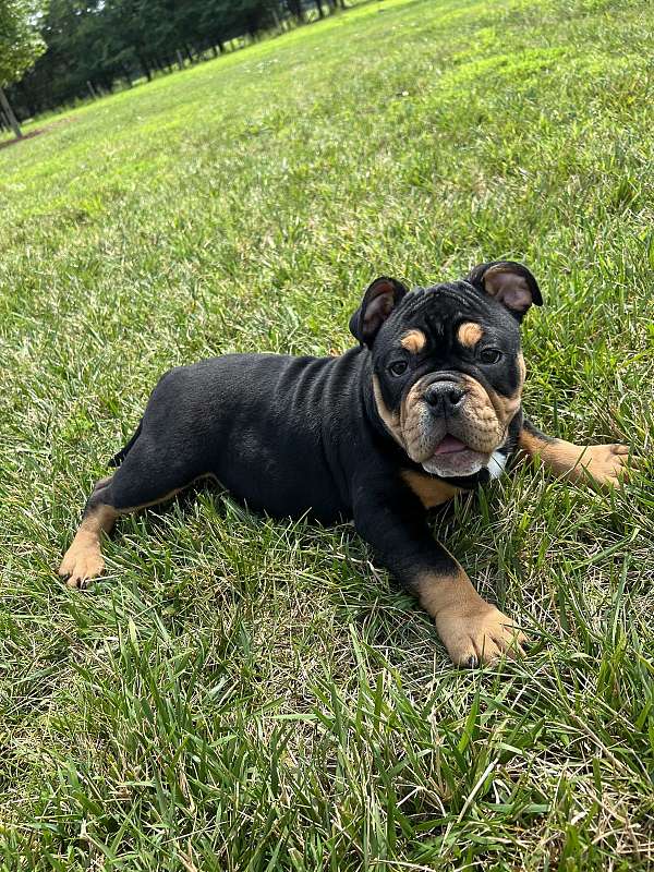 short-haired-american-bully