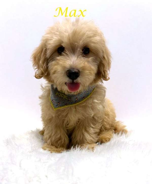 cream-small-miniature-goldendoodle